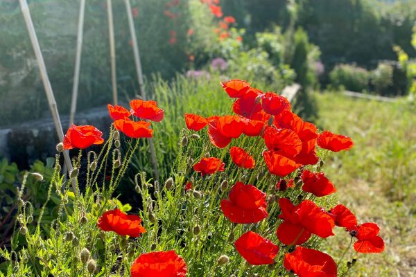 Poppies card