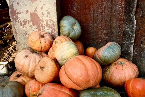 Pumpkins card